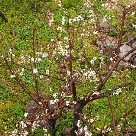 Lo Straniero Bed and Breakfast Rivello