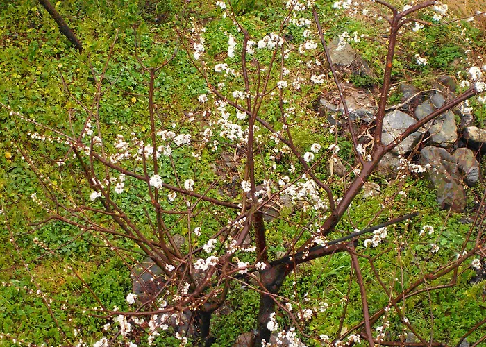 Lo Straniero ベッド・アンド・ブレックファスト Rivello