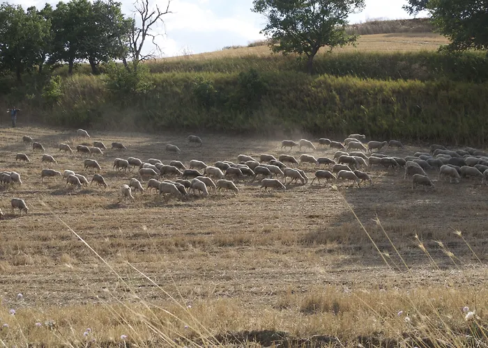 Lo Straniero 3* Rivello